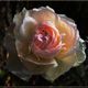 Mittwochsblmchen 2020-35 "Rosenblte - auch eine Letzte..."