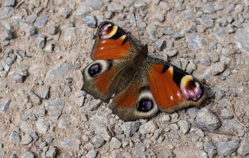 Farben in der Natur von Bergkiwi 