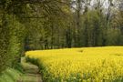 Le bord du champ de Dooby