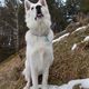 Der Berger Blanc Suisse Weisser Schweizer Schferhund