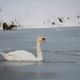 Schwanensee, oder einfach Schwan im Eissee?