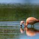 Wilder Flamingo auf Futtersuche