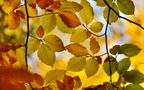 Herbstfarben von Naturmomente~Stadtaugenblicke 