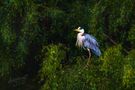 mystic heron von xnicke 