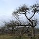 DSC07213 (2)Obstbaum