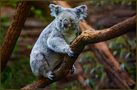 Der putzmuntere Koala-Bär von Burkhard Bartel