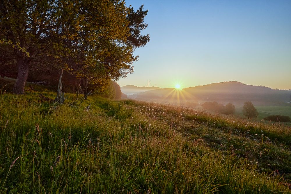 Morgens am Waldrand von gatst