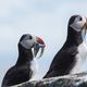 Puffins