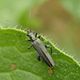 Graugrner Schenkelkfer (Oedemera virescens) - Mnnchen