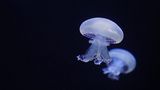 Mystische Medusen im Zoo Rostock von HarryNox