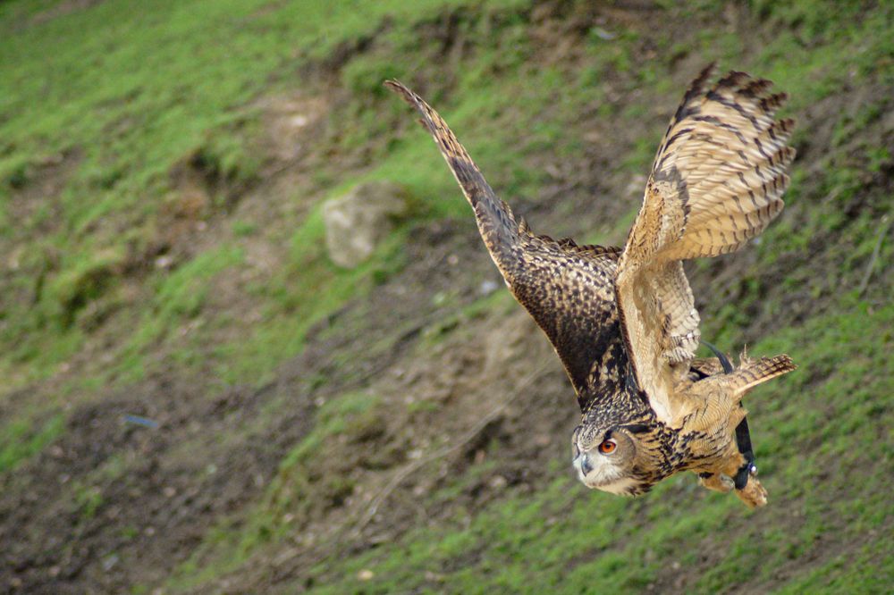 Flying Owl von Saurav Dutta