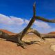 Dead Vlei - Namib