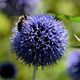 Wiesenblume mit Biene