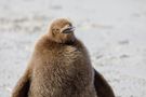 Junger Königspinguin von Bobby Beinhardt