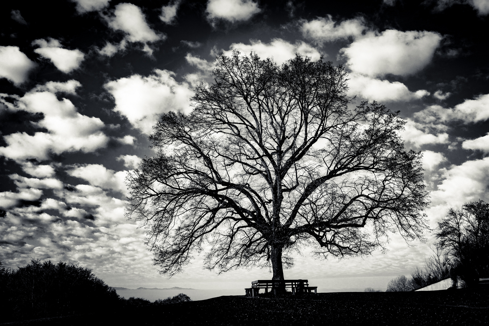 _E6A3485-Ein-Baum,-Maria-Plain