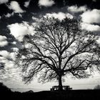 _E6A3485-Ein-Baum,-Maria-Plain