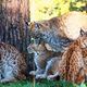 Familie Luchs