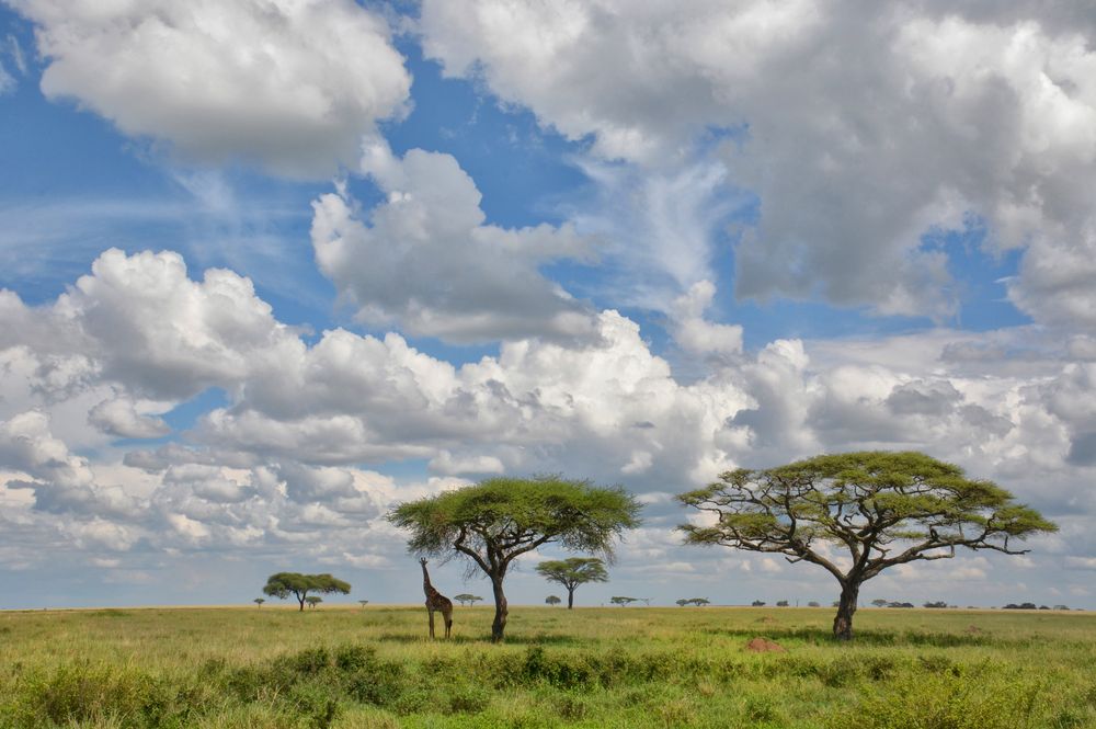 Die Serengeti darf nicht sterben Bild & Foto von Rebekka D. aus 02 Natur Filmtitel Die Serengeti darf nicht sterben Bild & Foto von Rebekka D. aus 02 Natur Filmtitel