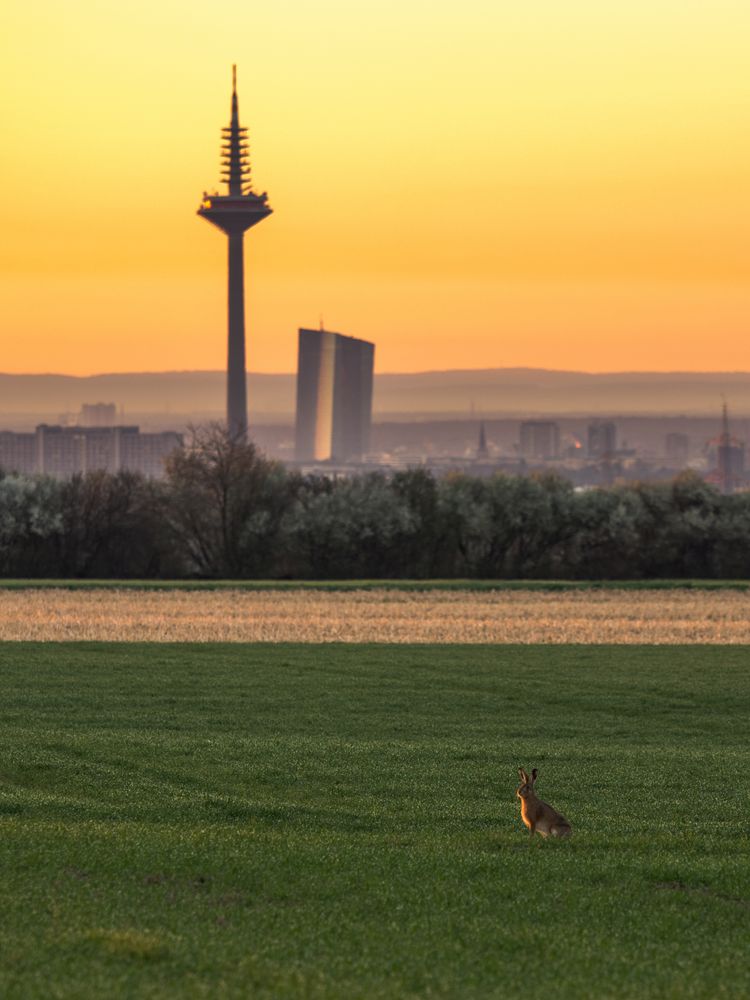 Fernsehenturm & Europäische Zentralbank in FFM von Sinian Huang