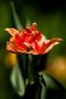 Tulipano Giapponese  von Gion