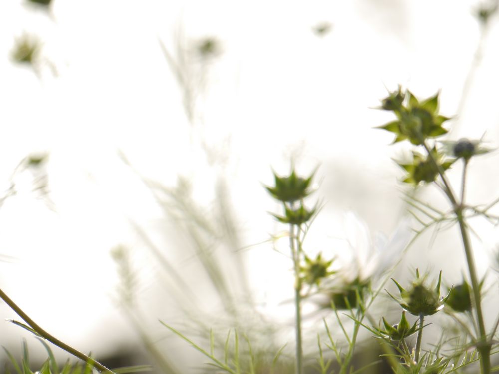 Cosmeaknospen von Kerstin Stolzenberger 