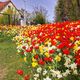 Tulpen-Narzissen-Feld in Hilpoltstein