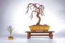 Bonsai