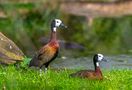 White-faced whistling duck (Dendrocygna viduata) by Valentin Dimitroff