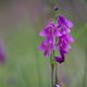 Sumpf-Gladiole aus einer anderen Perspektive