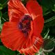 leuchtender Mohn