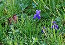 Premières violettes..... de PERSYN Thérèse 