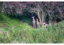 Fallow deer hiding in a bush von Manuel Gloger