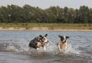 Wasser-Schafe? von Die Susi Sonnenschein 