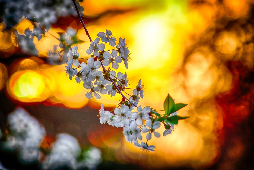 Kirschblüten im Abendlicht von Hannelore AYDIN