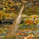 Eisvogel im Herbst