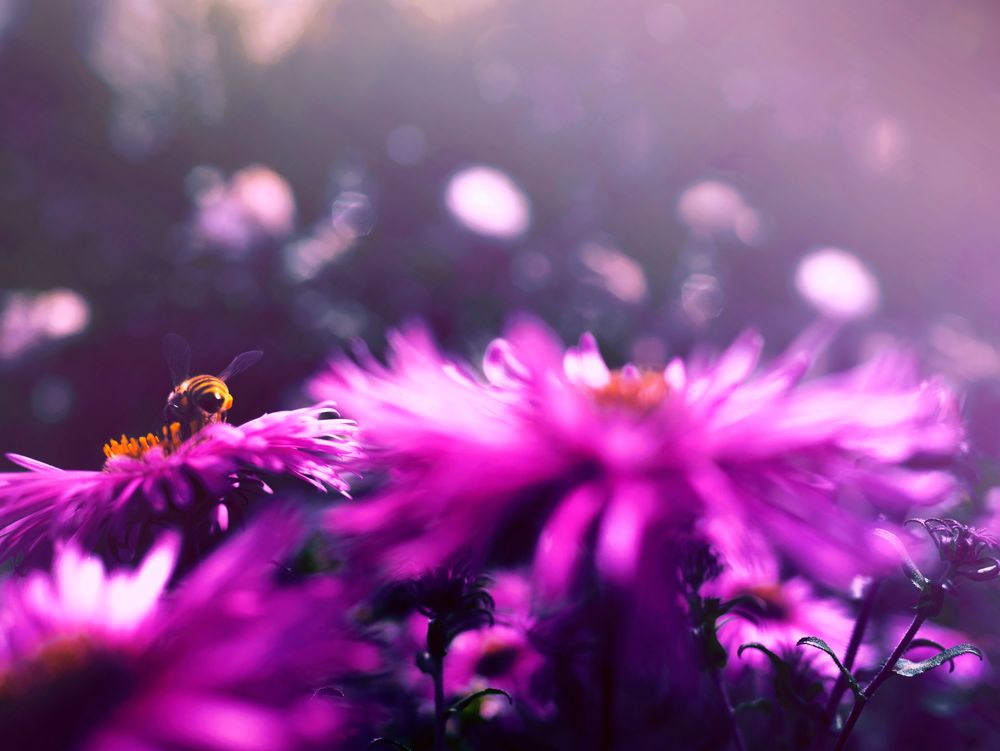 bienen und blüten von Mellyphotography 