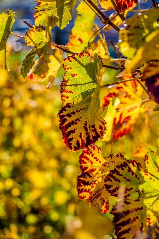 Typisch Herbst von CopyLuwak 