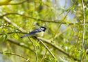 Sur le saule, la mésange charbonnière de aline64