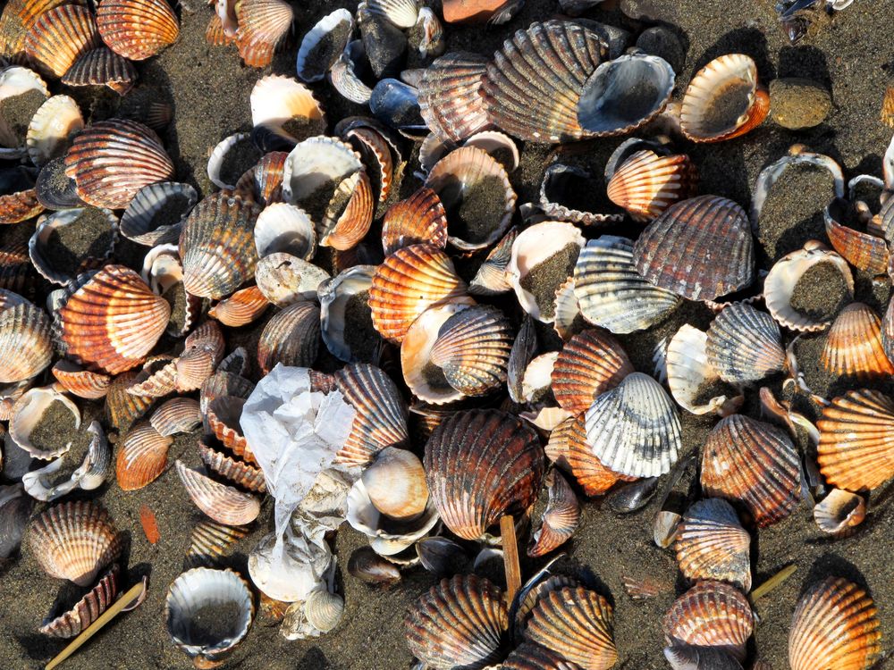 Muscheln am Strand von Walter.Valentin 