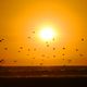 "The Dance of the Seagulls" " El Baile de las Gaviotas"