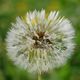 Pusteblume2