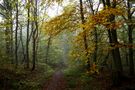 " Dans nos forêts " de Jean COLLETTE 