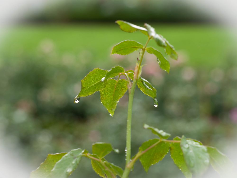 Nach dem Regen von MK1959 