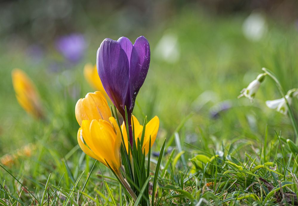 Zauber der Natur von Roland Schmutz