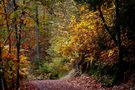 " Couleurs d'automne " de Jean COLLETTE