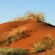  Regenzeit in der Namib