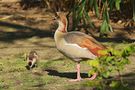 Nilgans II de Günter Pern