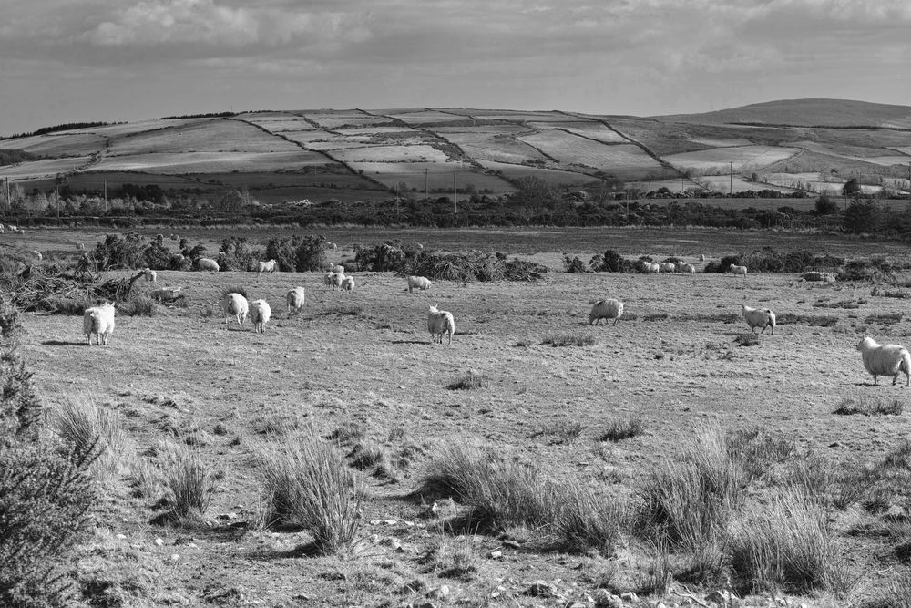 WICKLOW WAY 2 de Martin Schwill 