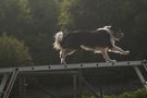 Border Collie von Pedili