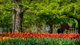 Tulpenschau in Morges (6) von jbcaminos